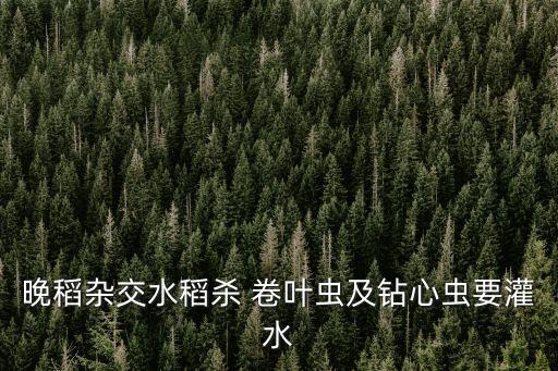 防治水稻卷葉蟲最好是什么農藥,稻田防治卷葉蟲用什么農藥