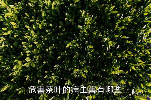 ,茶樹(shù)煤煙病用什么農(nóng)藥防治