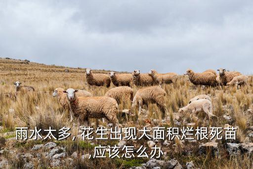雨水太多, 花生出現(xiàn)大面積爛根死苗,應(yīng)該怎么辦