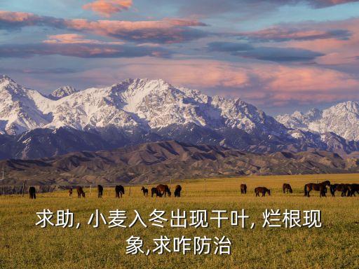 小麥爛根打什么農藥,什么農藥可以讓樹爛根