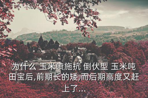 為什么 玉米噴施抗 倒伏型 玉米噸田寶后,前期長的矮,而后期高度又趕上了...