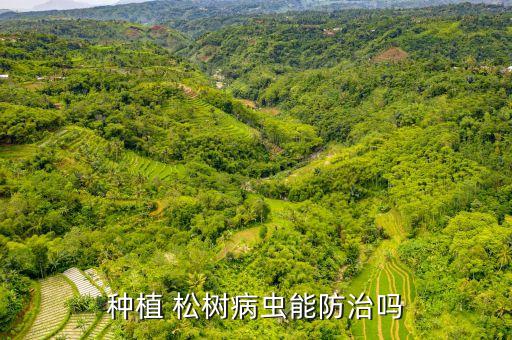 松樹懼怕什么農藥,什么農藥能殺死松樹