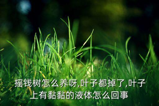  搖錢樹怎么養呀,葉子都掉了,葉子上有黏黏的液體怎么回事