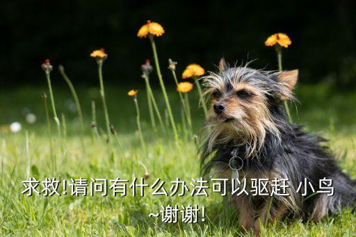 什么農藥殺小鳥最好,甲殼蟲用什么農藥殺最好?