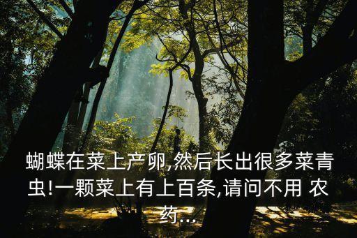  蝴蝶在菜上產卵,然后長出很多菜青蟲!一顆菜上有上百條,請問不用 農藥...