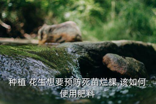 花生死苗用什么農(nóng)藥打,花生苗死苗現(xiàn)象什么原因