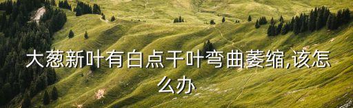  大蔥新葉有白點干葉彎曲萎縮,該怎么辦