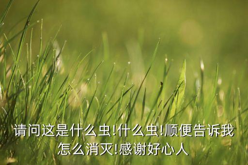 九毛蟲用什么農藥,毛蟲用什么農藥效果好