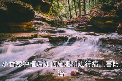 小香蔥種植后如何施肥和進行病蟲害防治