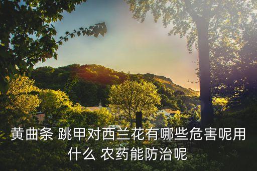 黃曲條 跳甲對西蘭花有哪些危害呢用什么 農藥能防治呢