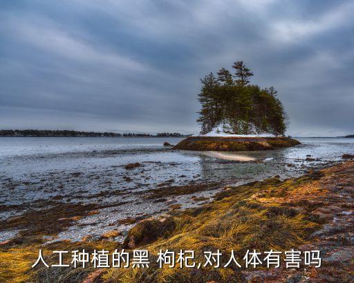 人工種植的黑 枸杞,對人體有害嗎