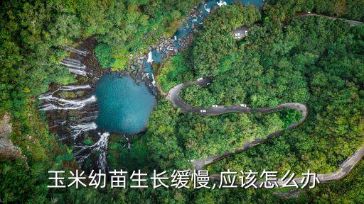  玉米幼苗生長緩慢,應該怎么辦