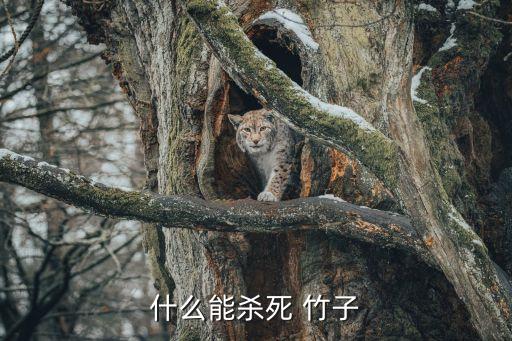 打小竹子用什么農(nóng)藥,有沒有什么農(nóng)藥可以殺死竹子