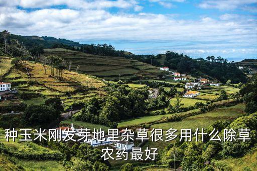 種玉米剛發芽地里雜草很多用什么除草 農藥最好