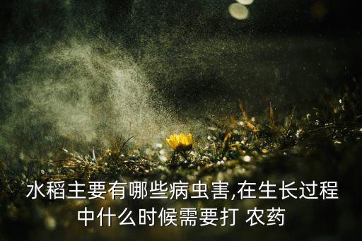 水稻什么時候吃農(nóng)藥,水稻打了農(nóng)藥人吃了有害嗎