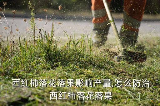  西紅柿落花落果影響產(chǎn)量,怎么防治 西紅柿落花落果