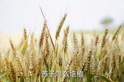  蘇子怎么培植