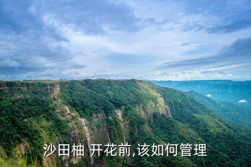 沙田柚 開花前,該如何管理