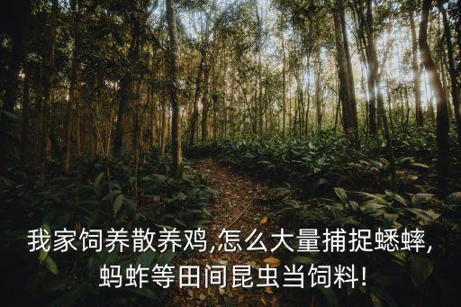 我家飼養散養雞,怎么大量捕捉蟋蟀, 螞蚱等田間昆蟲當飼料!