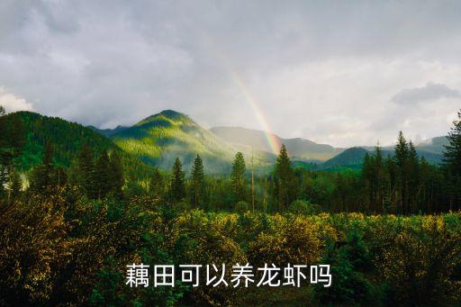 藕田可以養龍蝦嗎