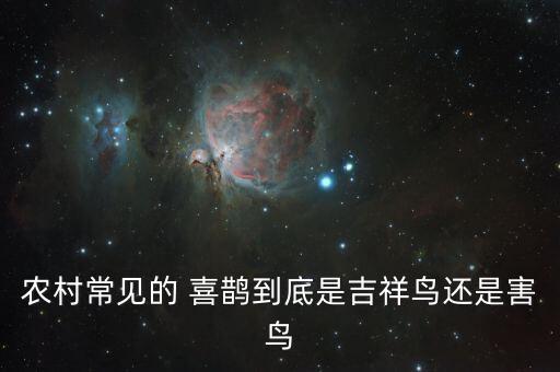 喜鵲最怕什么農(nóng)藥?,喜鵲怕什么顏色的東西
