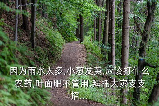 因?yàn)橛晁?小蔥發(fā)黃,應(yīng)該打什么 農(nóng)藥,葉面肥不管用,拜托大家支支招...