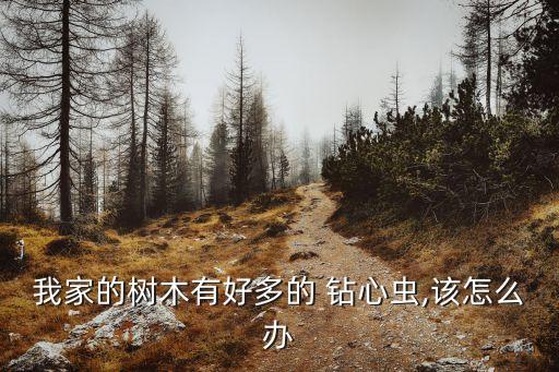 茶油樹鉆心蟲打什么農藥,樹里面鉆心蟲用什么藥