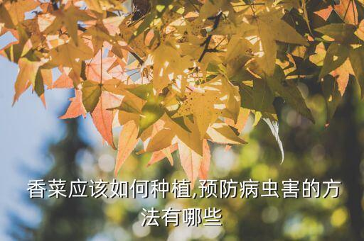  香菜應該如何種植,預防病蟲害的方法有哪些