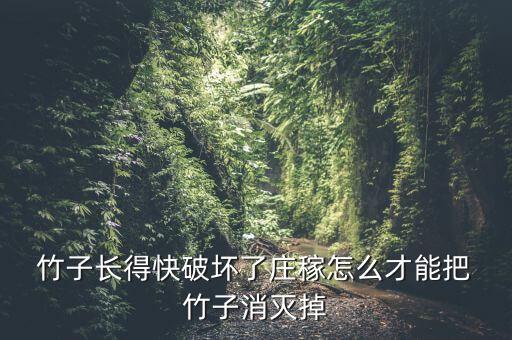 竹子用什么農藥能徹底根除
