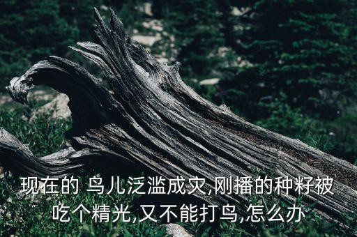鳥兒吃什么農藥,經常打農藥的人吃什么可以緩解