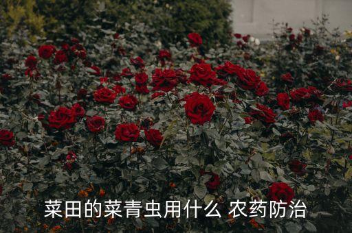 菜田的菜青蟲(chóng)用什么 農(nóng)藥防治