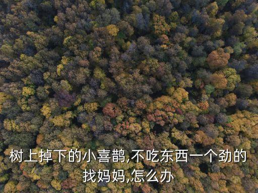 樹上掉下的小喜鵲,不吃東西一個勁的找媽媽,怎么辦