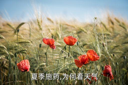  夏季施藥,為何看天氣