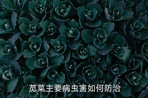 莧菜有什么農(nóng)藥不能打,莧菜不能和什么吃