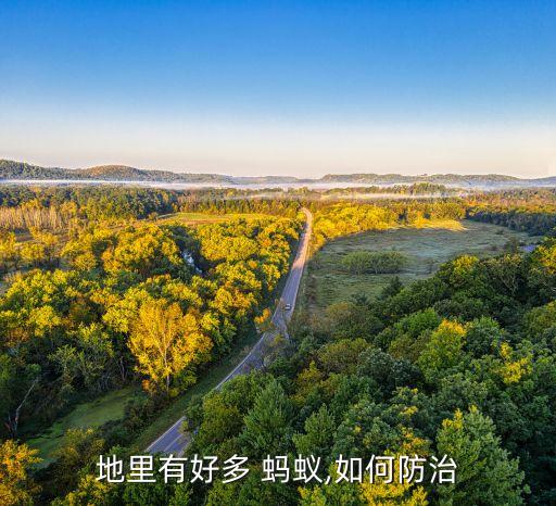 用什么農藥消滅菜園螞蟻,菜園螞蟻如何消滅