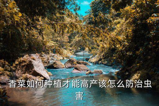  香菜如何種植才能高產該怎么防治蟲害