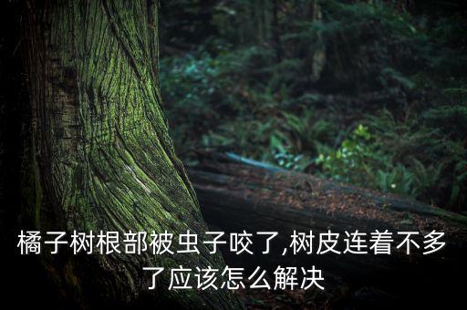 橘子樹根部被蟲子咬了,樹皮連著不多了應該怎么解決
