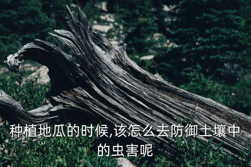 種植地瓜的時候,該怎么去防御土壤中的蟲害呢