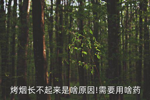  烤煙長不起來是啥原因!需要用啥藥