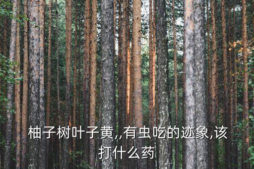  柚子樹葉子黃,,有蟲吃的跡象,該打什么藥