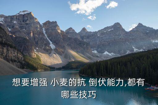 想要增強 小麥的抗 倒伏能力,都有哪些技巧