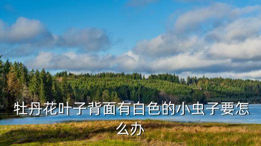  牡丹花葉子背面有白色的小蟲子要怎么辦