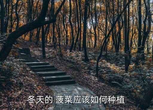 冬季菠菜打什么農藥,菠菜冬季大棚種植