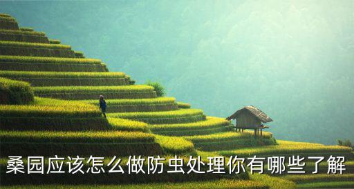 什么農藥可以殺死桑樹根,桑樹結果用什么農藥