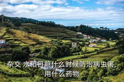 雜交 水稻目前什么時候防治病蟲害,用什么藥物