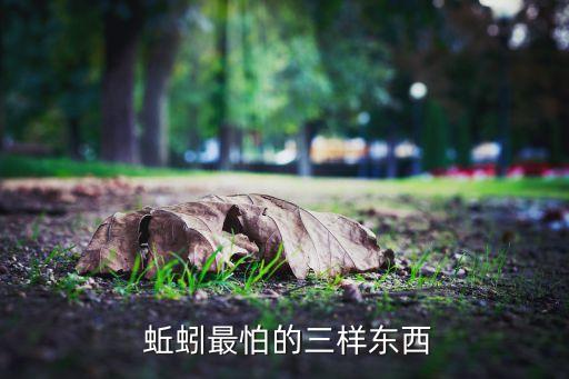  蚯蚓最怕的三樣東西