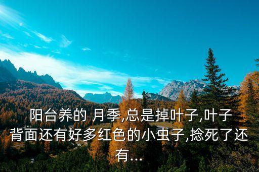  陽臺養(yǎng)的 月季,總是掉葉子,葉子背面還有好多紅色的小蟲子,捻死了還有...