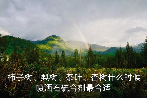  柿子樹、梨樹、茶葉、杏樹什么時候噴灑石硫合劑最合適
