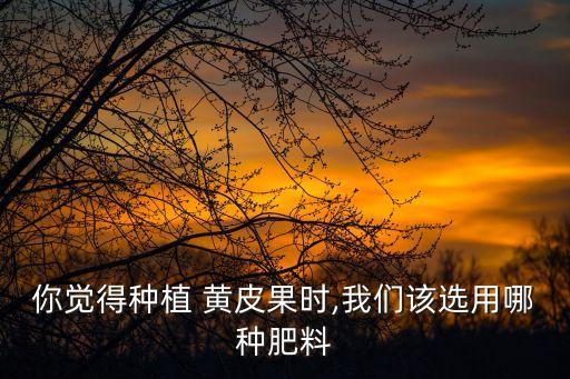 黃皮果打什么農藥早熟最好