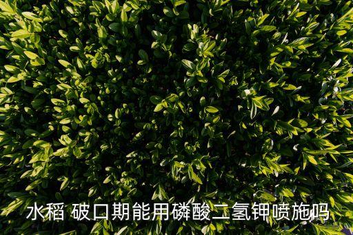  水稻 破口期能用磷酸二氫鉀噴施嗎